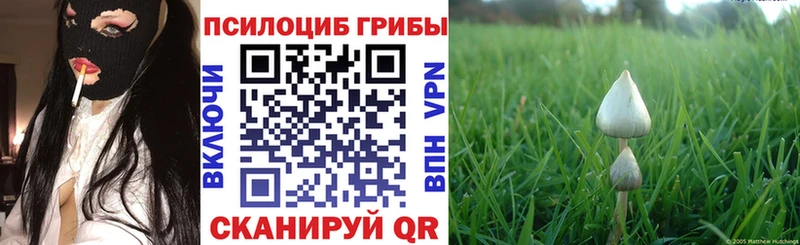 Псилоцибиновые грибы Cubensis  продажа наркотиков  Сланцы 